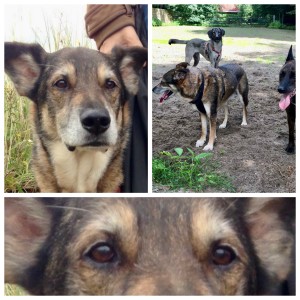 Harrie Collage_Fotor